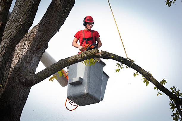 Best Tree and Shrub Care  in Center Point, TX