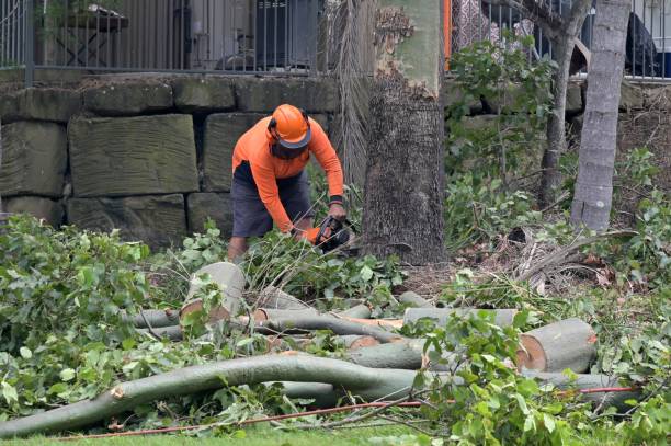 Best Tree Preservation Services  in Center Point, TX